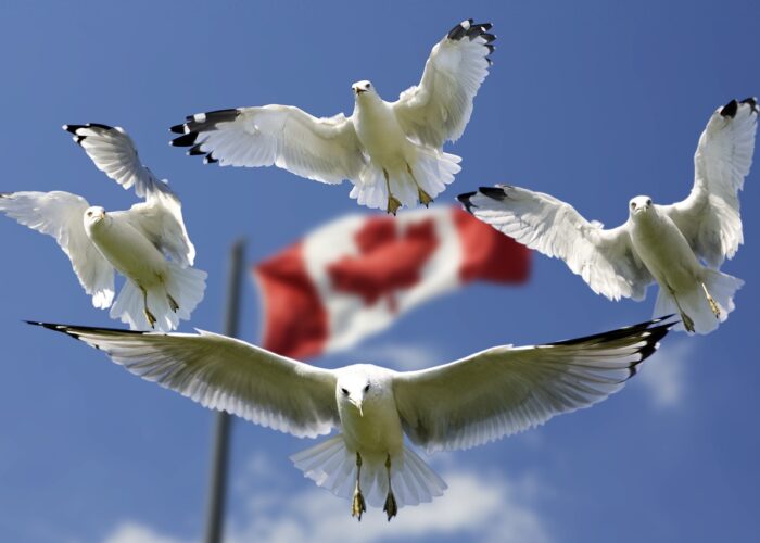 Navigating the Permanent Resident Portal: Your Guide to Efficient Residency Management img